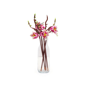Magnolia Branches