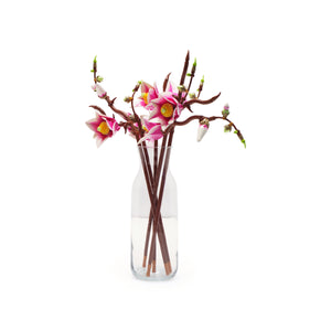 Magnolia Branches